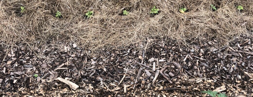 In the Garden: Experimenting with Mulches