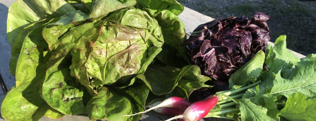 Upcoming Workshop: Succession Sowing for Fall